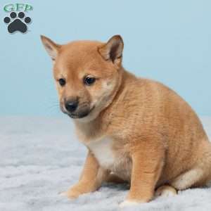 Omar, Shiba Inu Puppy